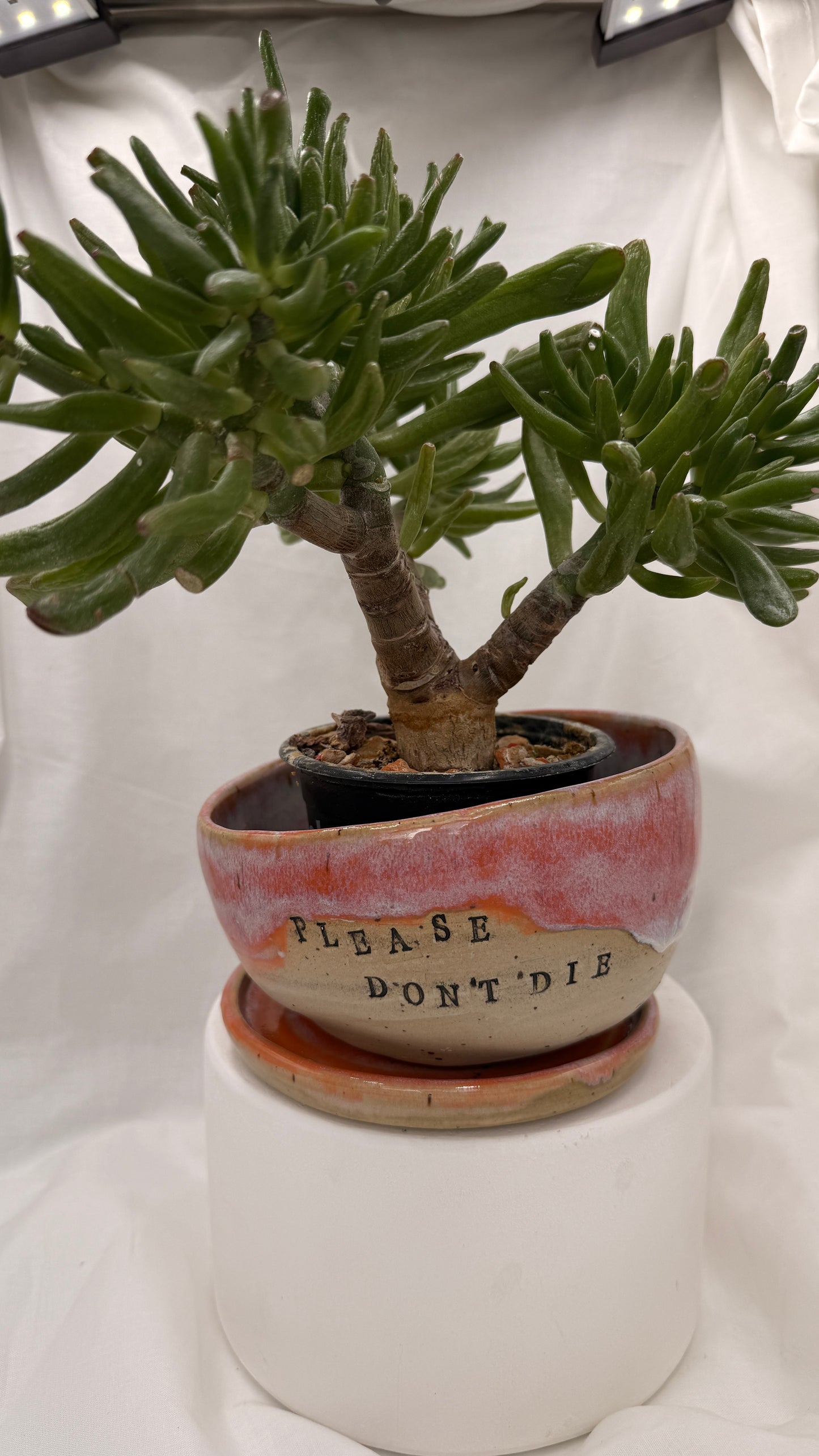 Please Don’t Die Plant Pot 🌿